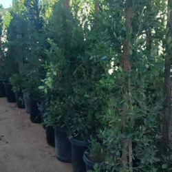 Ficus $50 15 Gallons 7 Ft Tall