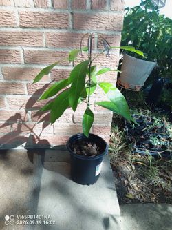 Bonito arbolito de Mango $20 Dlls