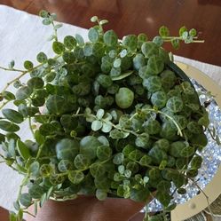 🌿🌿String of Turtles 🌿 🐢 