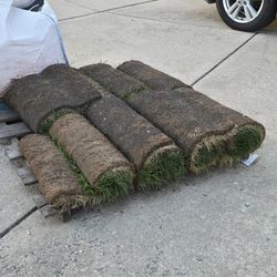 Grass Roll