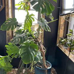 5ft Very Healthy Monstera- YES ITS AVAILABLE 