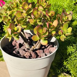 Jade Plant In Grey Pot 