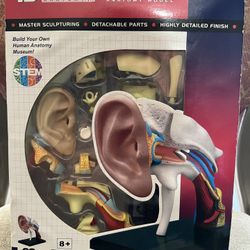 4D Human Ear Anatomy Model Skeleton Aid Puzzle Assembling Toy Medical Teaching