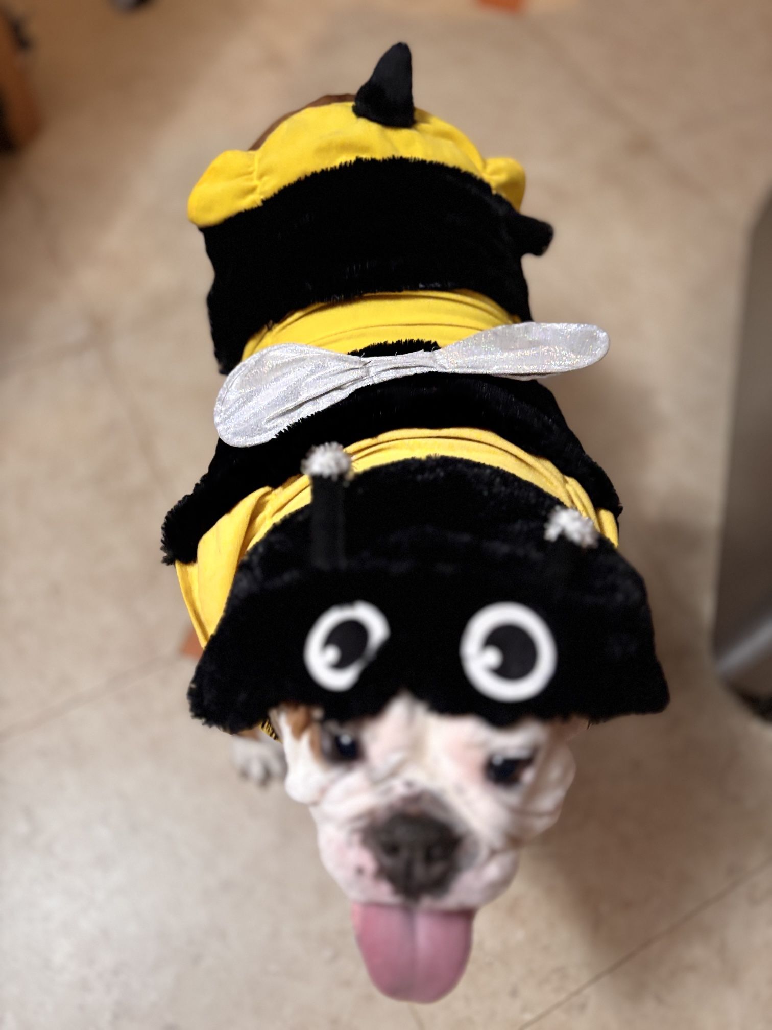  Bumblebee Dog Costume - Prestine Condition