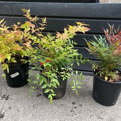 3 Types Of Nandina Bushes