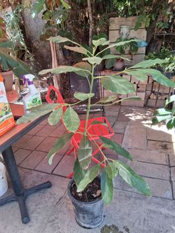 4Ft Grafted Hass avocado tree