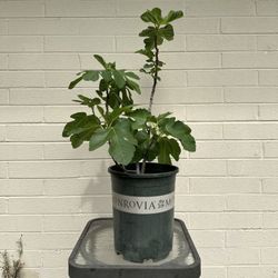 Brown Turkey Fig Tree