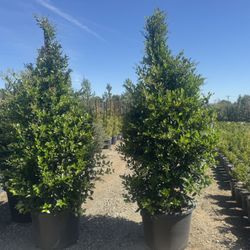 Wax Leaf Privit 25gal