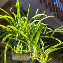 Hanging Spider Plant 