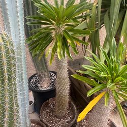 Madagascar Palm