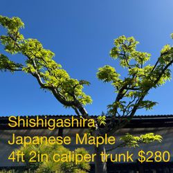 Shishigashira japanese maple tree