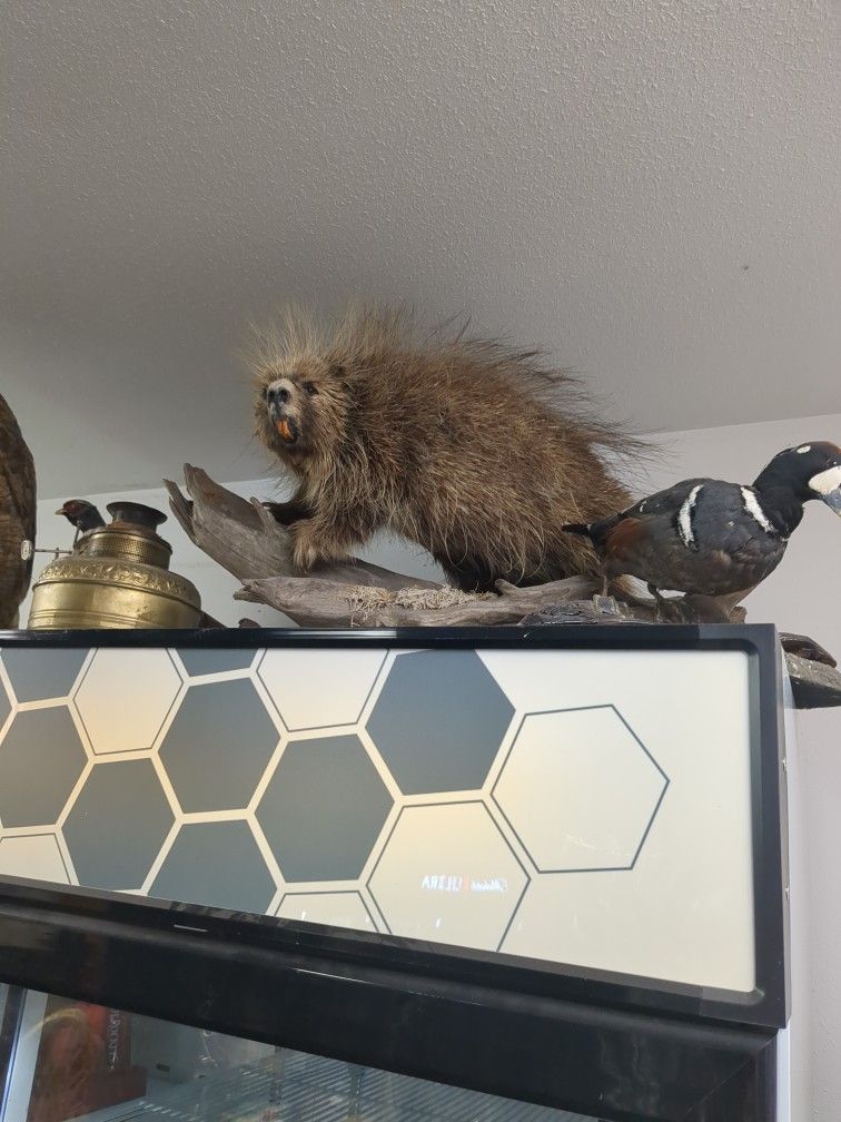 Porqupine Mount
