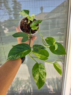 Epipremnum Pinnatum Marble Plant