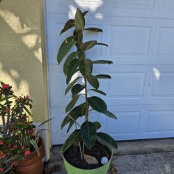Live Rubber Plant (Ficus)