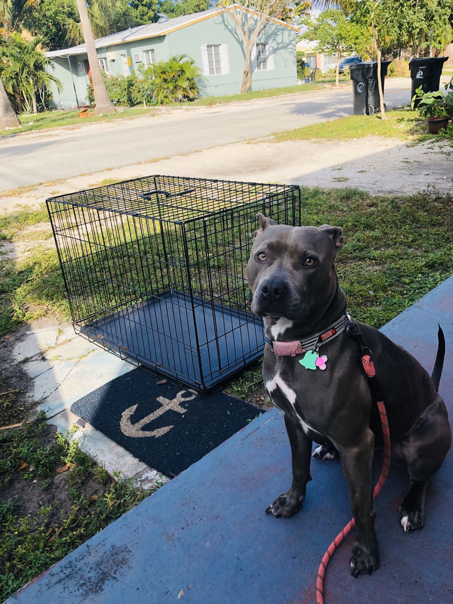 Dog crates