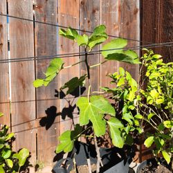 Fig Tree Cutting