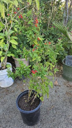 Salvia Coccinea