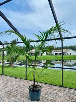 Dictyosperma album var. rubrum (Red Princess Palm, Hurricane Palm