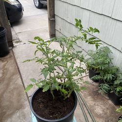 Tomato Plant For Sale