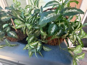 Plants fake