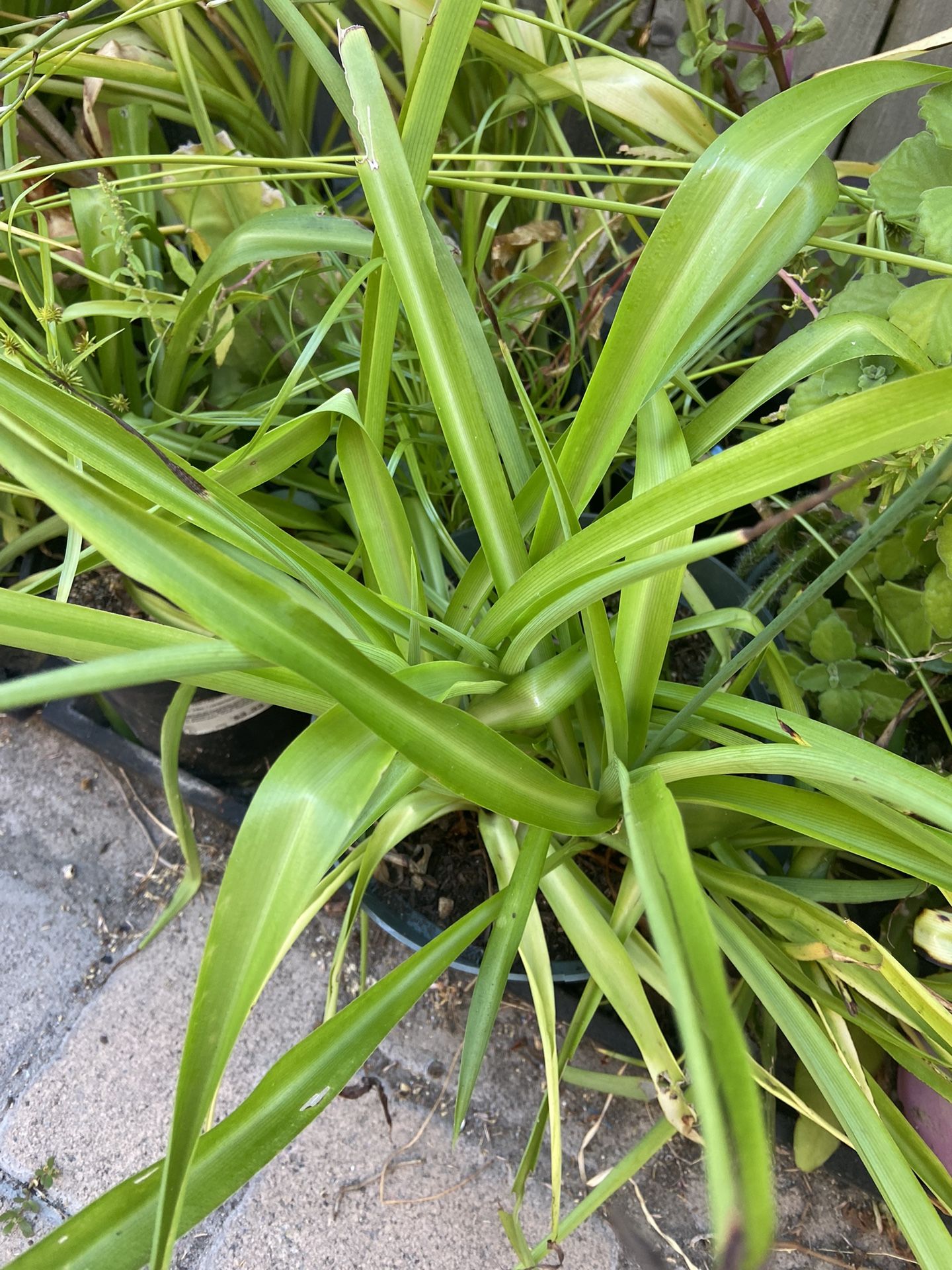 Succulents