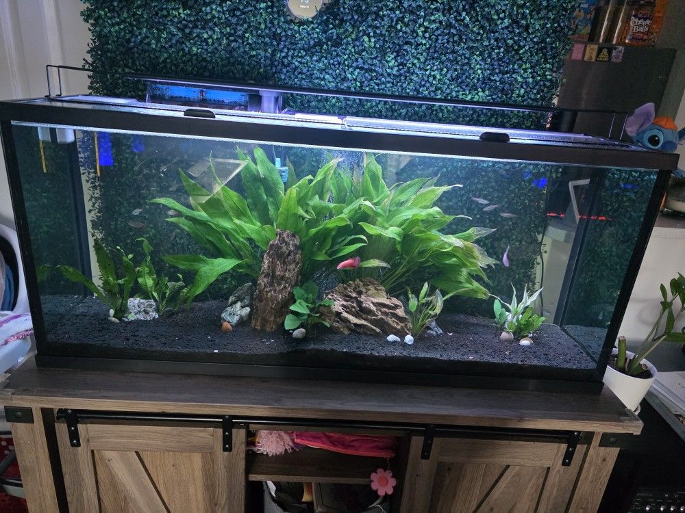 55 Gallon Full Aquarium With Everything