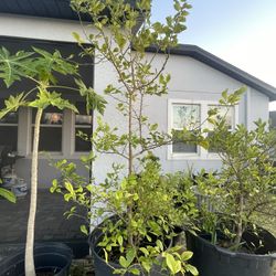 Plant Sale!!!   Avocado  Mango  Papaya  Jackfruit 