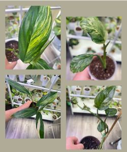 Three rare variegated indoor plants