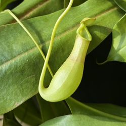 Huge Pitcher Plant  Nepenthes