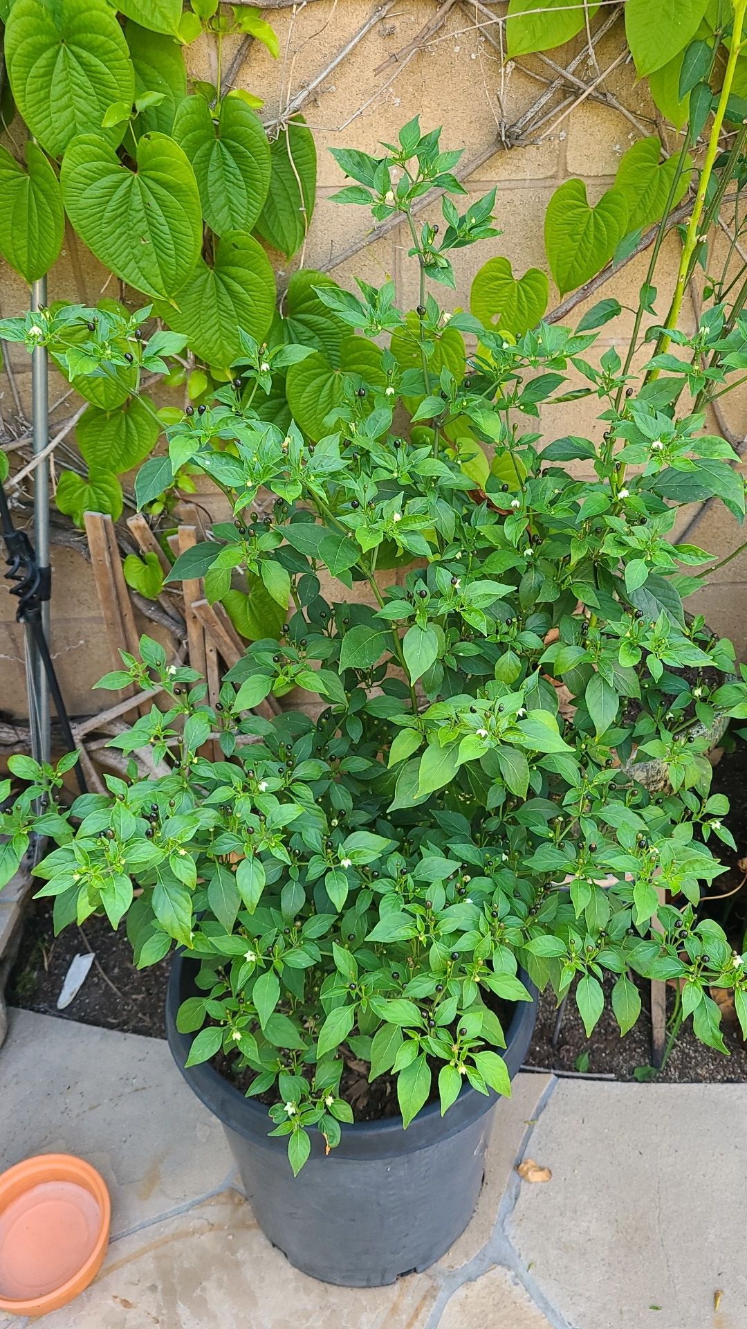 Planta de chiltepe chapin