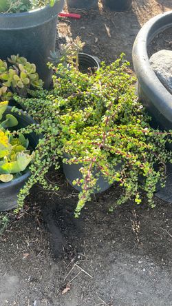Elephant ear succulent low hanging plant