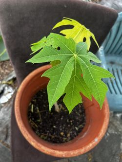 Papaya plant 