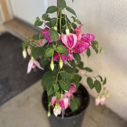 Fucsia Very Xtra Big Flowers Plant , Is Morning Sun Plant In 2 Gallons Pot Pick Up Only
