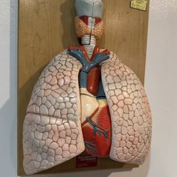 vintage Denoyer-Geppert medical anatomical