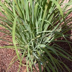 Lemongrass  4 Stalks for $5