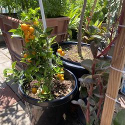 Asian Kumquat Plant For Sale