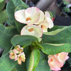 Corona De Cristo- Ramo De Novia