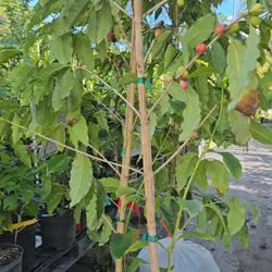 Coffee Tree 