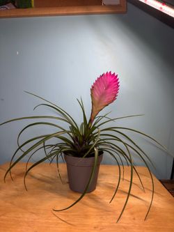 Pink Quill Bromeliad Plant