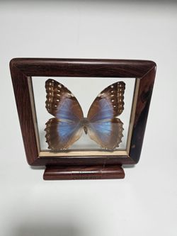 Framed Morpho Butterfly Specimen Costa Rica