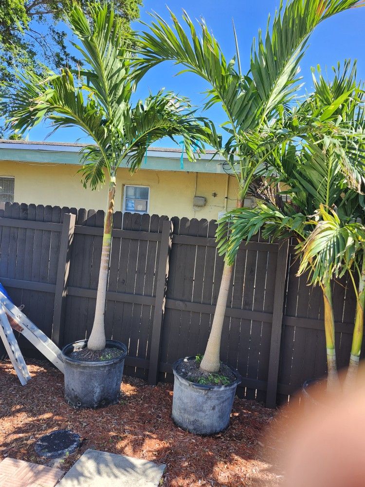 25 Gal...singles And Doubles Christmas Palms,All Products : American Fashion Style Bags On Sale