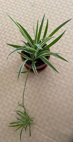 Spider plant