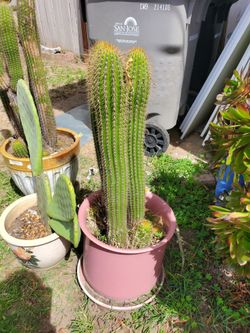 4 Cactus 33" in pot