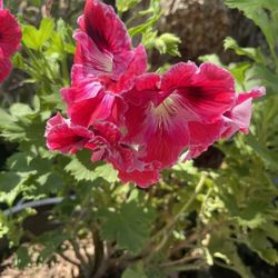 Geranium Flower Plant / Geranio