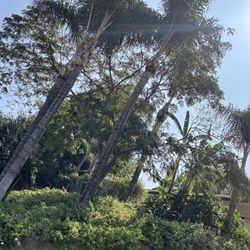 Palms And Trees Trimming 