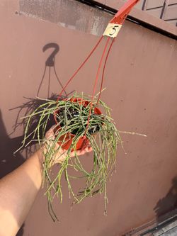 6” bundle of sticks