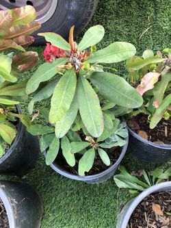 Plantas 