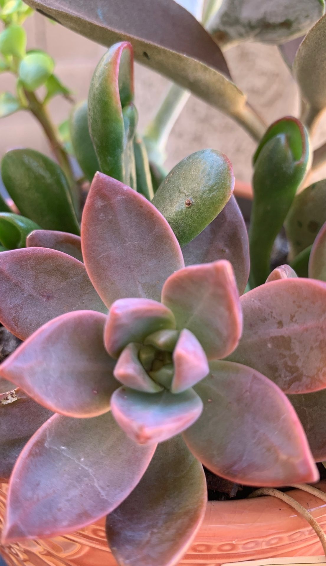 Succulents in nice ceramic pot