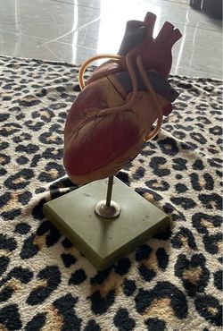 Anatomical Human Heart Model on Stand