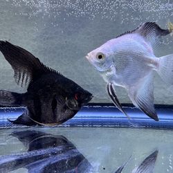 Angel   Fish Tank Accessories  
